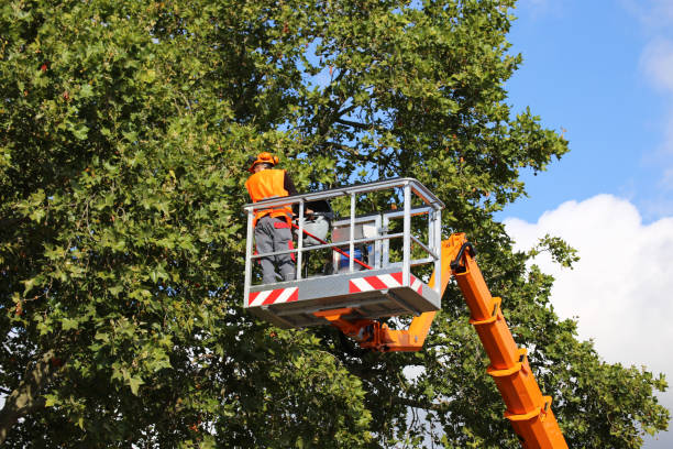 How Our Tree Care Process Works  in  Summit Park, UT